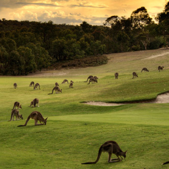 Anomalous Bouncing Beasts: Killer Kangaroos and Phantom Marsupials