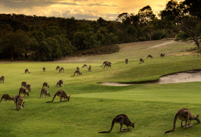 Anomalous Bouncing Beasts: Killer Kangaroos and Phantom Marsupials