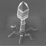 t4bacteriophage