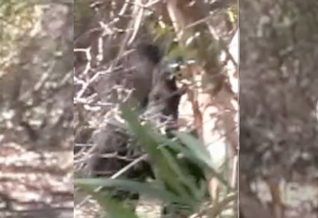 Yowie Captured on Film in Sydney