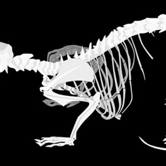 Extinct “Super-Rats” Unearthed in East Timor