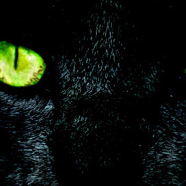 Britain’s Paranormal Big Cats