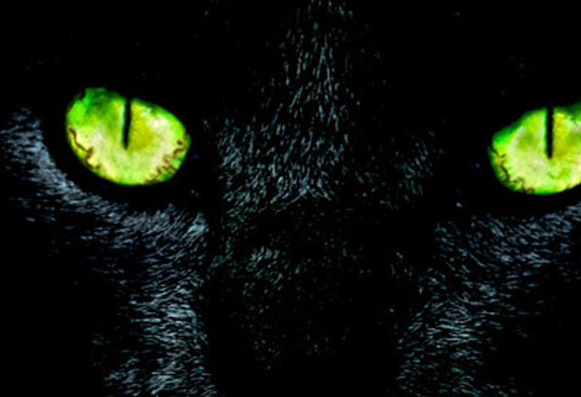 Britain’s Paranormal Big Cats