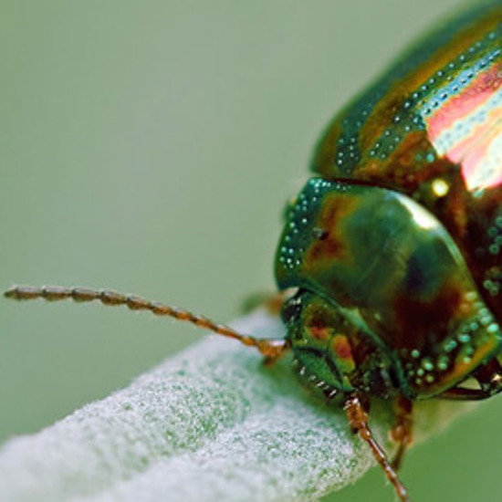 Of Beetles and Beatles: John Lennon, Uri Gellar, and Insect-Aliens