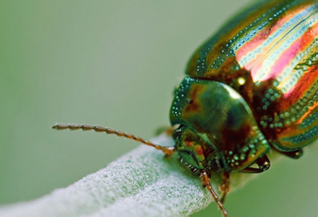 Of Beetles and Beatles: John Lennon, Uri Gellar, and Insect-Aliens