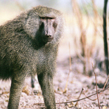 Britain’s Bizarre Baboons!