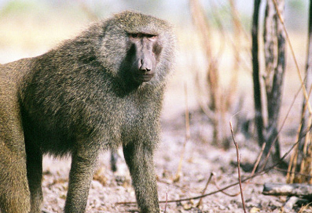 Britain’s Bizarre Baboons!