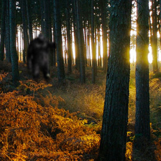 Bigfoot: The Strangest Case Of All?