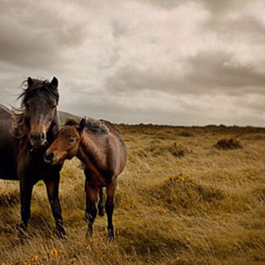 Mutilations on the Moor