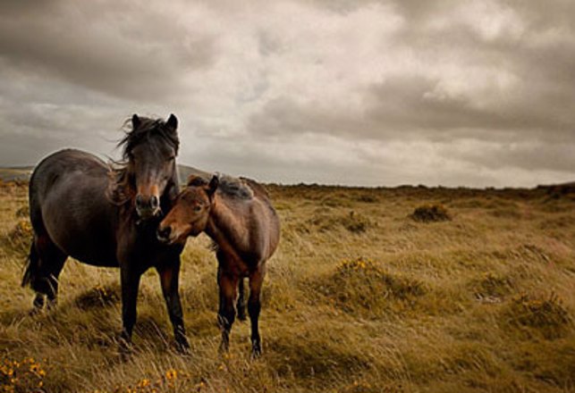 Mutilations on the Moor