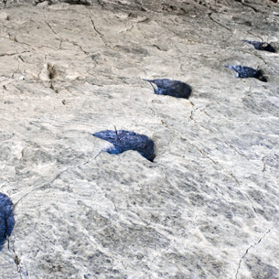 Follow the Footprints: Enigmatic Ichnology and the Unexplained