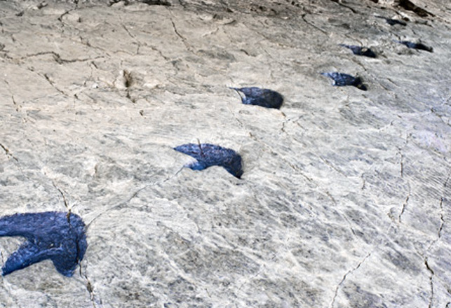 Follow the Footprints: Enigmatic Ichnology and the Unexplained