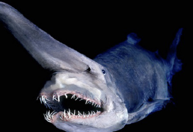 The World’s Most Bizarre Living Fossils