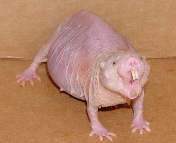 Angry female naked mole rat. Credit: Buffenstein/Barshop Institute/UTHSCSA