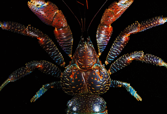 Bizarre Animals You Didn’t Know Existed