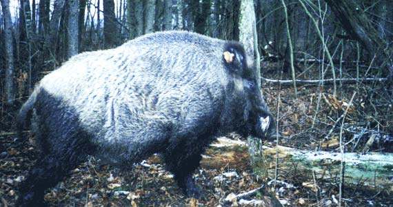 A large hog