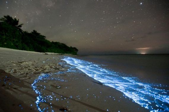 glowing-waves-bioluminescent-ocean-life-explained-scintillans_50152_600x450