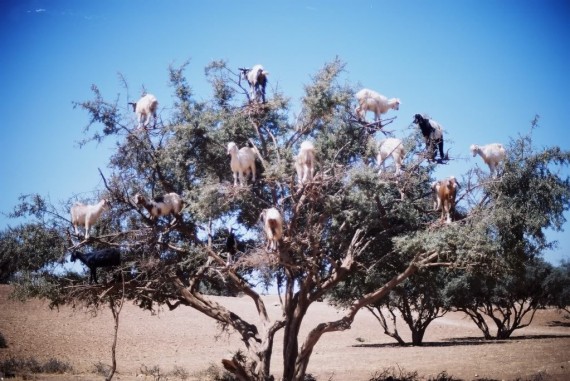 goats-in-a-tree