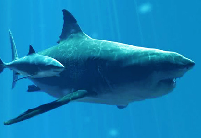4 Gigantic Prehistoric Versions of Modern Animals