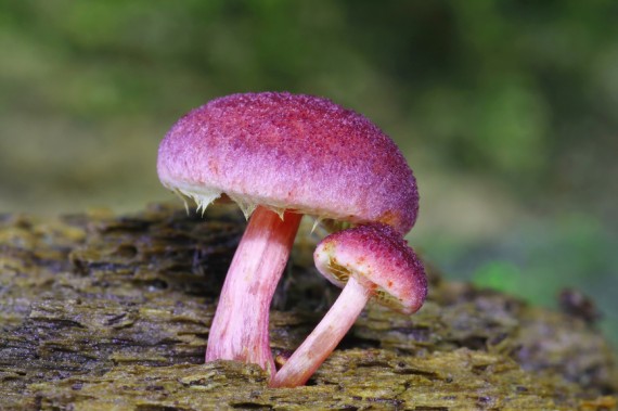 twin fungus