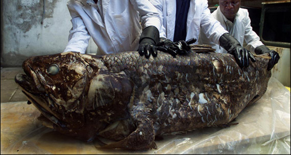 coelacanthcorpse