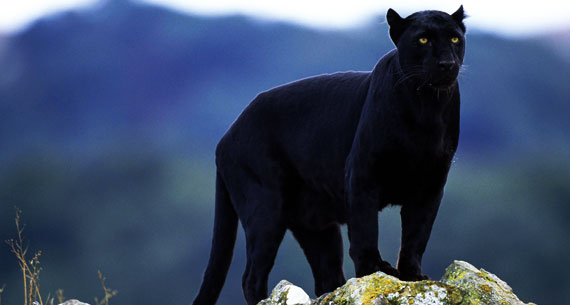 panther-on-rock
