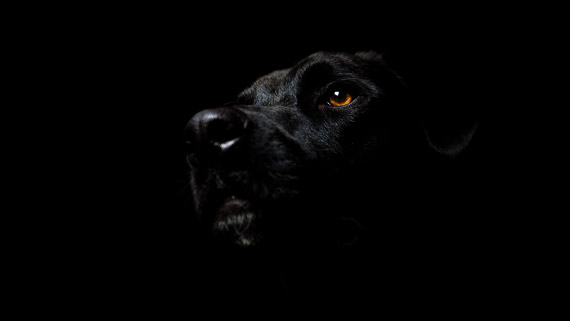 black_dog