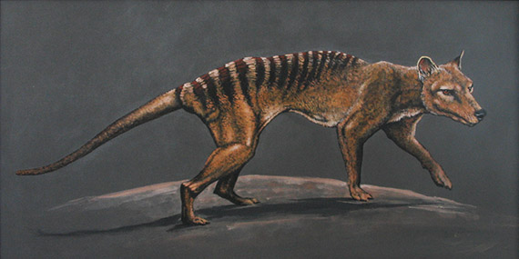 thylacine-illustration