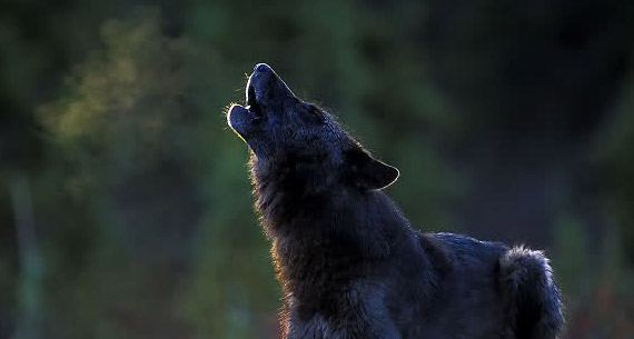 wolfhowling