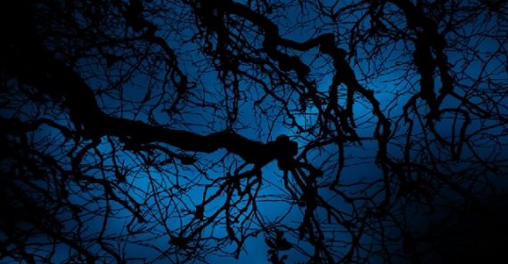 creepy tree night