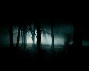 scary woods at night