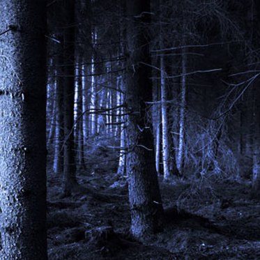 Creepy Woods: Unknown Beasts and Hauntings in the Forest