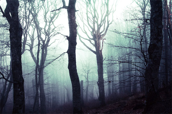 dark-foggy-woods