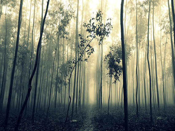 foggy-woods