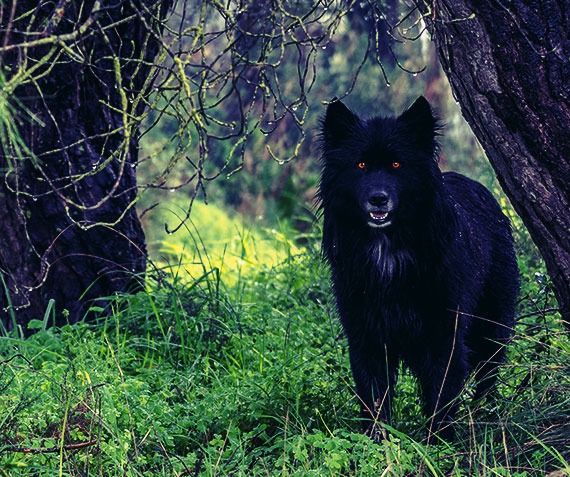wolf-watching