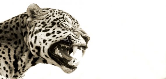 jaguar-smile