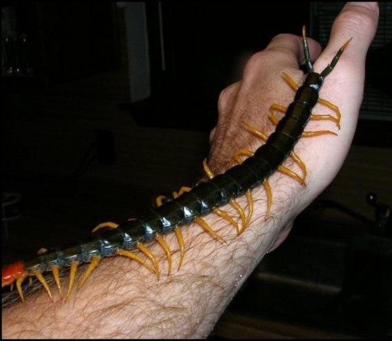 Giant_centipede_(Small)