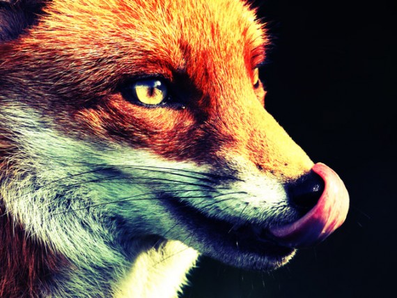 fox-looking