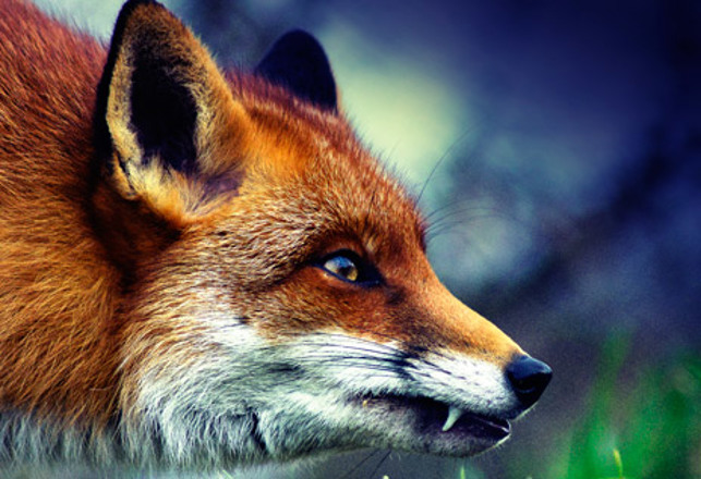 Terror of the Fox