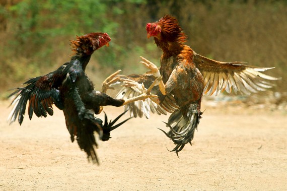 1280px-COCK_FIGHT
