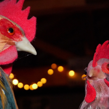 Chickens Probably Cross Roads to Escape Ritual Sacrifice