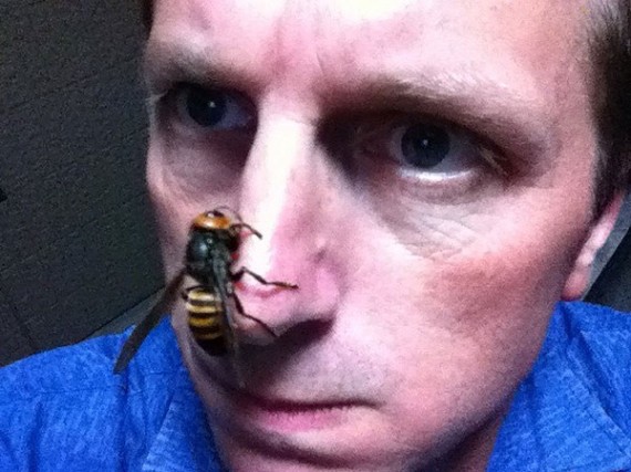 big-ass-hornet