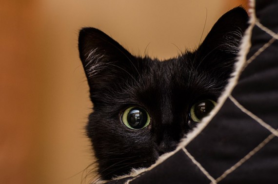 little-black-cat