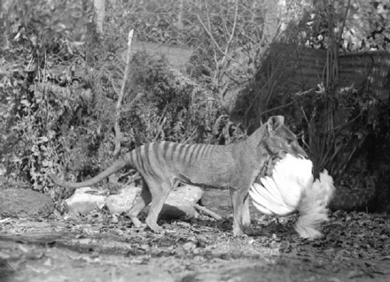 Thylacine-hunts