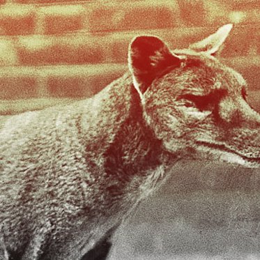 Seeking the Thylacine