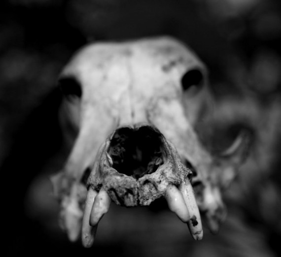chupacabra-skull