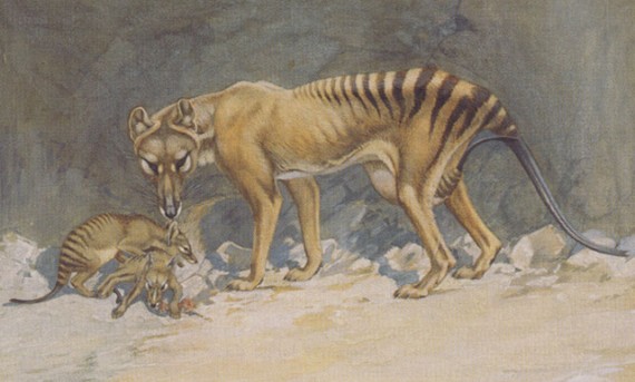 thylacine-drawing