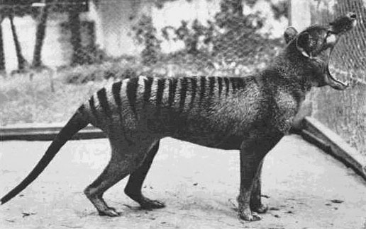 thylacine-mouth-open
