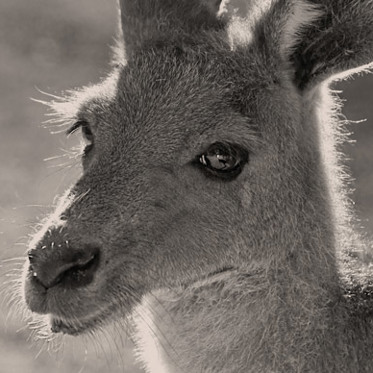 Britain’s Wild Wallabies – Really!