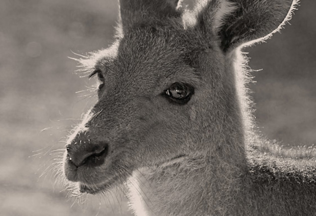 Britain’s Wild Wallabies – Really!